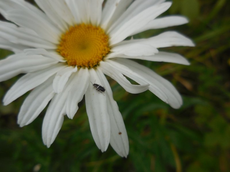 ECTOBIUS VINZI (Blatte des bois et jardins) sur MARGUERITE. Photo prise dans le jardin le 11 juillet. REMI JAYAT